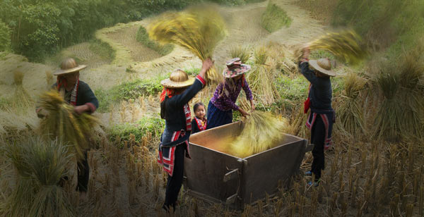 Khi đó, bạn sẽ được trải nghiệm cảm giác rộn ràng trong ngày mùa cũng như tìm hiểu về cách thu hoạch lúa của người dân ở đây